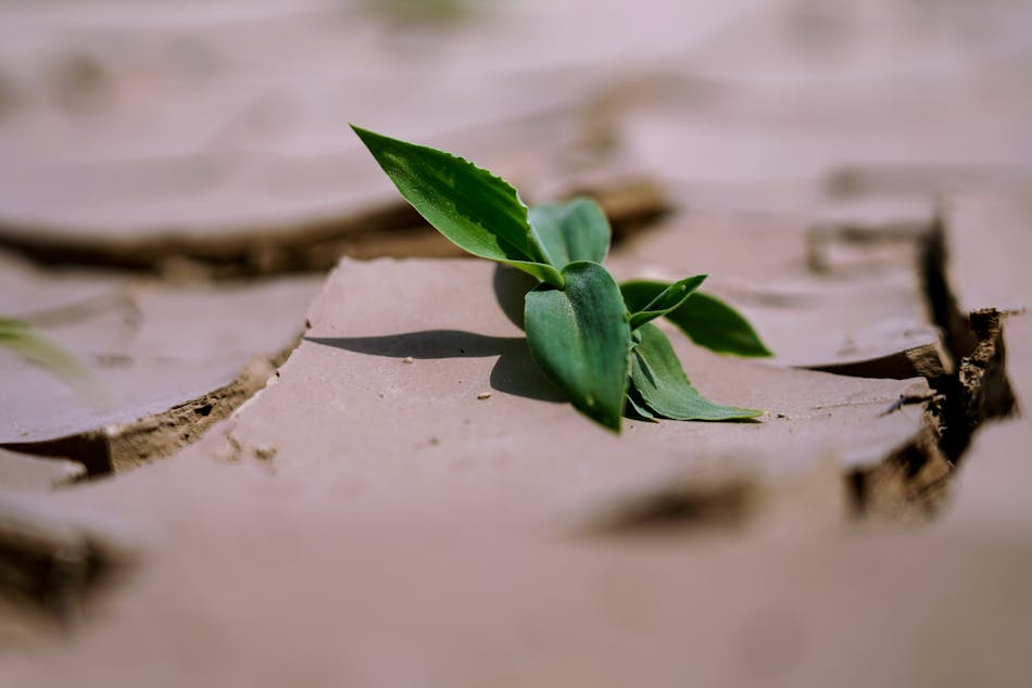 A green leaf emerging from dry, cracked land, symbolizing resilience and growth.