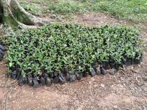 School greening