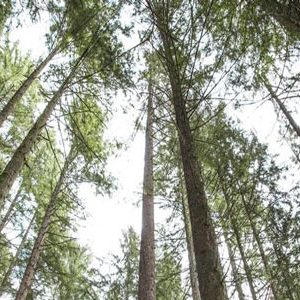 Restocking our Carbon Sink