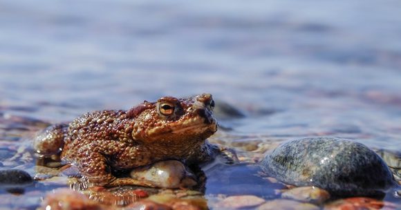Ghana River Frog